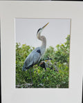Blue Crane Photograph