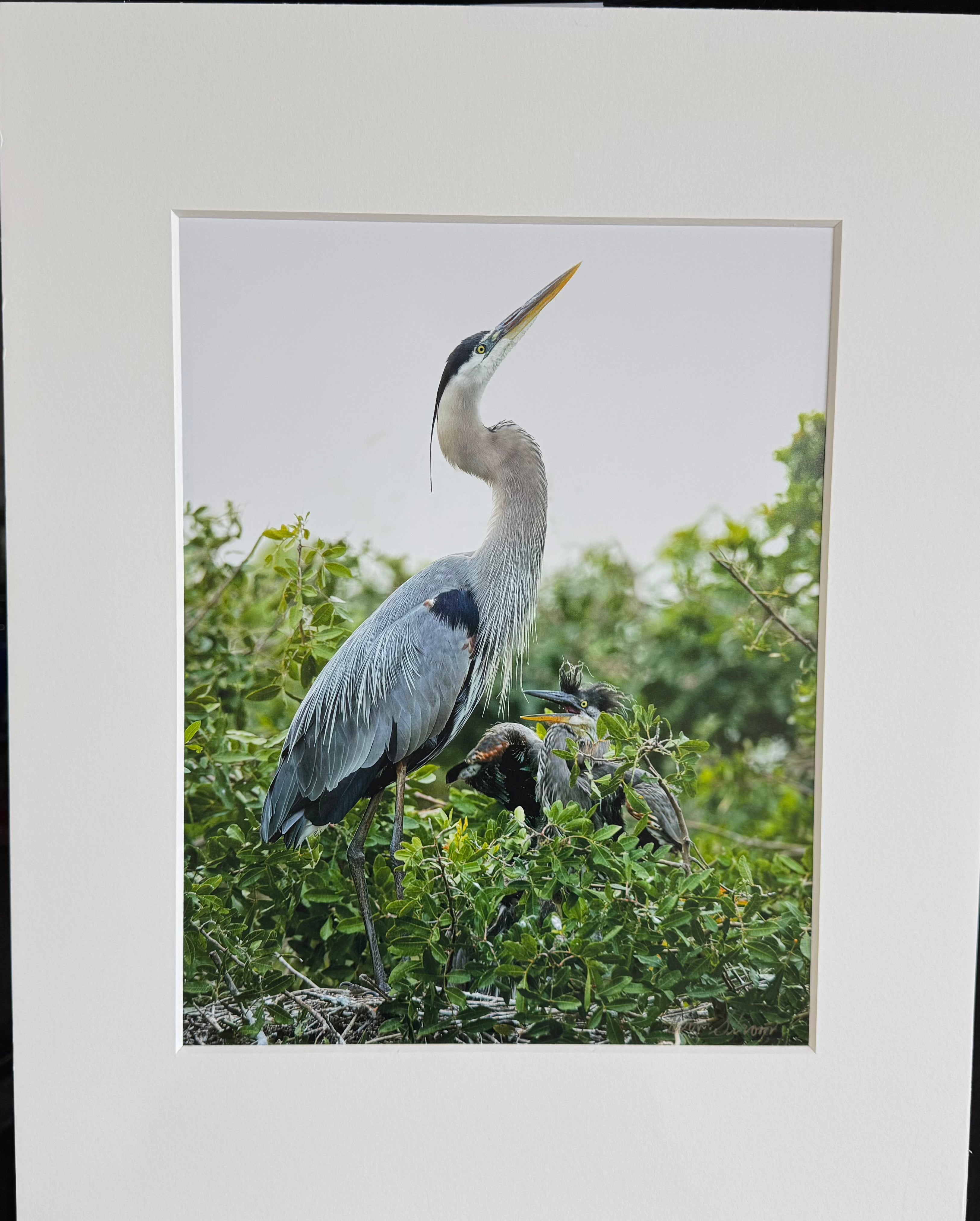 Blue Crane Photograph
